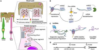 Sophisticated Gene Regulation for a Complex Physiological System: The Role of Non-coding RNAs in Photoreceptor Cells